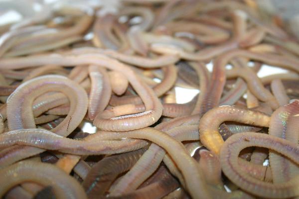 Photo of Lumbricus terrestris by Earthworm Research Group University of Lancashire